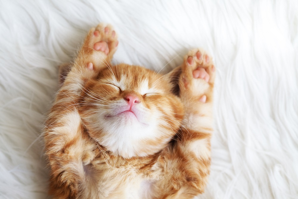 Pet friendly Airbnb: Espera estancias más largas al recibir amigos de cuatro patas